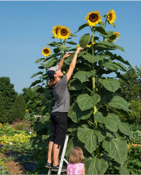 Hạt giống hoa hướng dương khổng lồ - gói 30 hạt