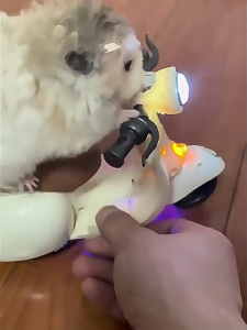 Rose Electric Toy Vehicle Highlighting Twenty twenty Seven hundred Toy Addons and Table Display