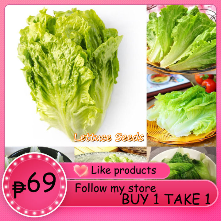 100pcs Estrosa Lettuce Seeds Hydroponics Vegetables for Gardening