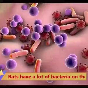 60 years without mice.Mouse Repeller Repellent Cream Rodent Repellent.mouse cockroach mosquito gone No rats within 10 km