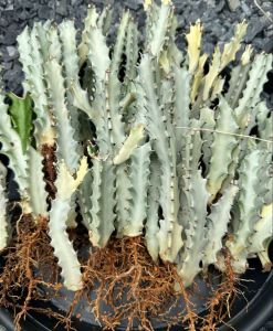 Euphorbia Lactea White Ghost Succulent Plant - Elegant Rare Outdoor Gardening Plant