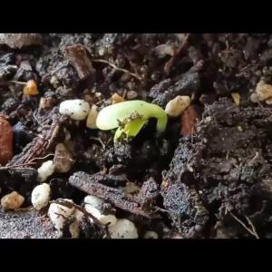 重瓣玩具熊向日葵种子观赏小型向日葵花耐旱耐热阳台盆栽花卉种籽