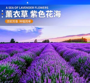 Biji Bernih Bunga English Lavender (50 seeds) /薰衣草种子 / Lavender Seeds