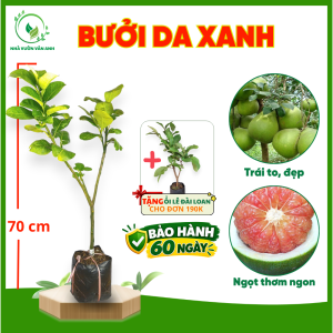 Cây Giống Bưởi Da Xanh Ruột Hồng - Múi Hồng Ngọt Thanh - Ít Hạt - Dễ Chăm Trồng - Cây Giống Vân Anh