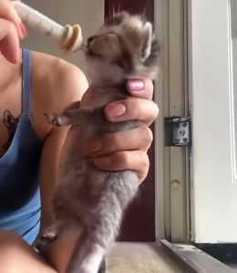 Pet Milk Feeder Syringe Kit Newborn Puppy Kitten Nursing Nipples Soft Silicone 1ML 3ML 5ML 10ML 20ML Hand Feeding Tool for Small Pets