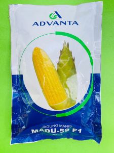 Benih Jagung Manis MADU-59 F1 isi 250gr dr Advanta F