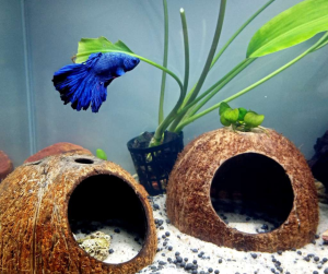 Coconut Shells Hut Shelter Fish Tank House/Shrimp House/ Cichlid Fish Breeding Pod(Unpolished) (Hole location random)