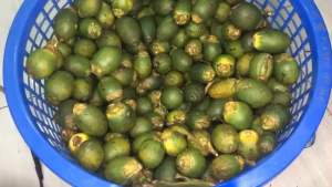 Cốt hạt cau - Hạt cau ngâm ngừa sâu răng hết viêm sưng nướu giảm đau nhức răng