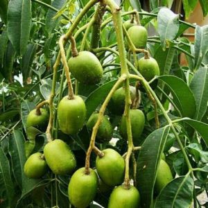 Trái Cóc Thái / Cây Giống Cóc Thái mua 5 tặng 1
