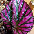 Tanaman Hias Begonia Red Rex. 