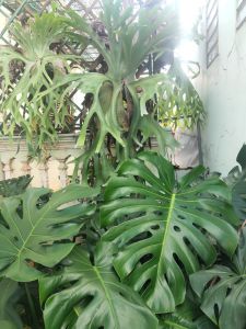 Cây Ổ rồng tổ rồng size 1m-19m thích hợp trang trí sân vườn