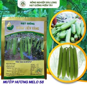 Hạt Giống Mướp Hương Melo 58 & 62 (Gói 10 Gam) - Thời vụ trồng quanh năm