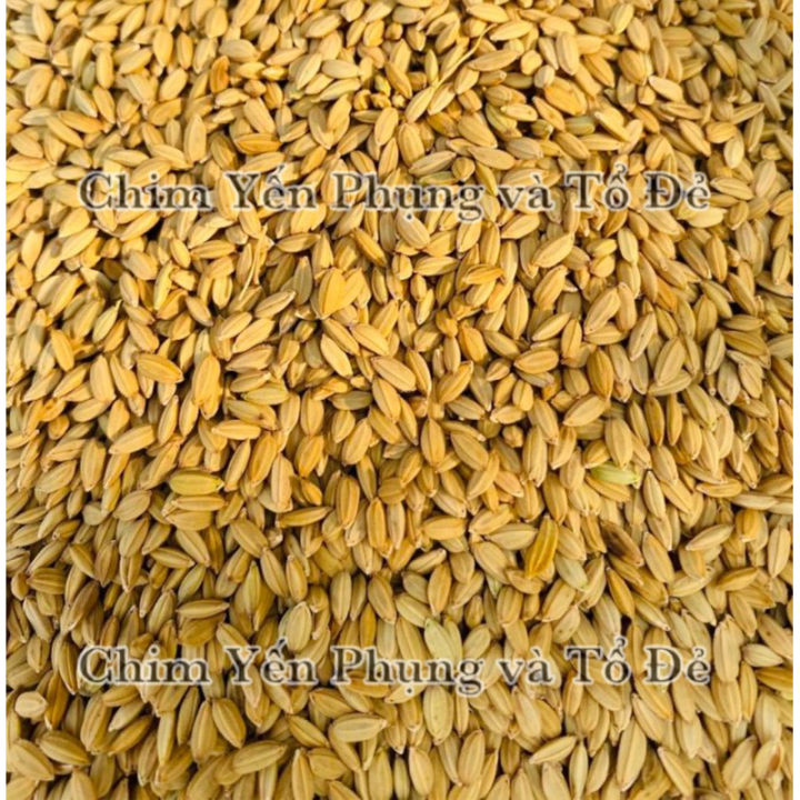 Lúa Tiêu Ruột Đỏ – Thức Ăn Tự Nhiên Giàu Dinh Dưỡng Cho Chim & Vẹt 🐦🌾 ...