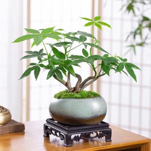 Facai Tree Potted Plant Indoor Plant Planting Office Desktop Bonsai Easy to Cultivate Green Plants