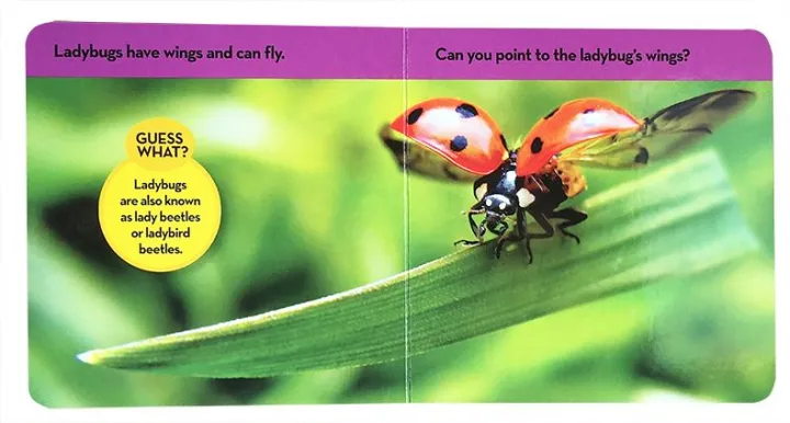 National%20Geographic%20Kids%20Look%20and%20Learn:%20Bugs%20(Look%20&%20Learn)%20Board%20book%20%E2%80%93%20Picture%20Book%20by%20National%20Geographic%20Kids%20Original%20English%20books%20-%20Image%205