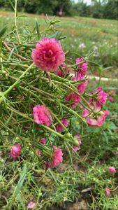 กิ่งพันธ์ คุณนายตื่นสาย (แพรเชียงไฮ้) สีชมพู