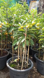 ส้มกิมจ๊อ ต้นสวยและแข็งแรง กระถาง 12 นิ้ว (กทม)