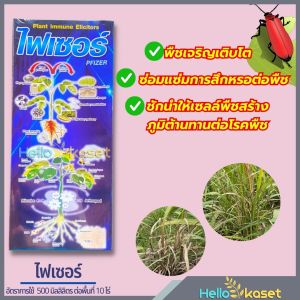 ไฟเซอร์ ขนาด 500 ซีซี สารป้องกันกำจัดเชื้อรา โรคราสนิม โรครากเน่าโคนเน่า โรคดอกธูป เชื่อราและแบคทีเรีย