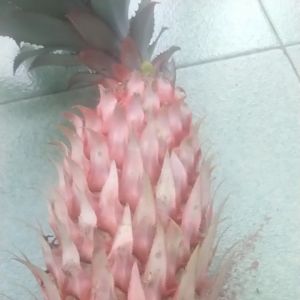 Jual Jus Nanas Merah Muda 100% Asli Pelancar Head 600ml