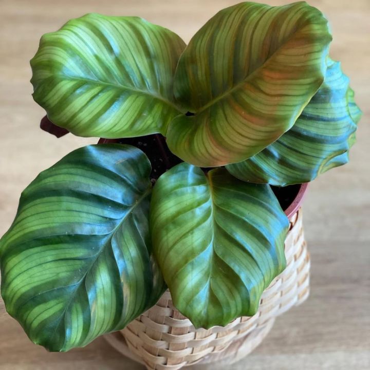 calathea rotundifolia 5-7 daun / kalatea rotun calatea rotundum / kalatea  hijau cantik | Lazada Indonesia