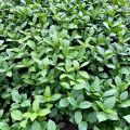 Cây hoa sói ướp trà thơm lừng, cây thuoc dược liệu, cây cảnh. 