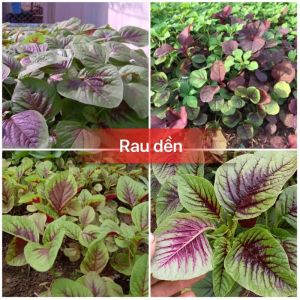 Hạt giống rau dền khoang-gói 20gram-nãy mầm đều