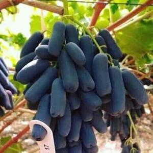 Bibit Buah Anggur Moondrop / Black Shapire Import Asli