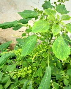 Daun Anting Anting Segar 500 gram / Obat Herbal Daun Anting Anting Segar 250 gram