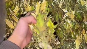 Chinese Herbs Herbal Medicine 霸王花 Bawanghua Nourishing The Lungs And Cough Relief 中药材 干货 润肺止咳 YC15