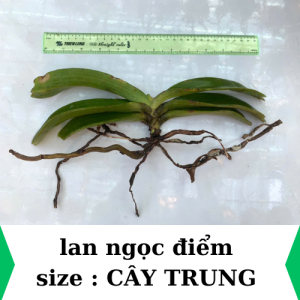 Lan rừng ngọc điểm hoa nở ngày tết hoa thơm lâu tàn
