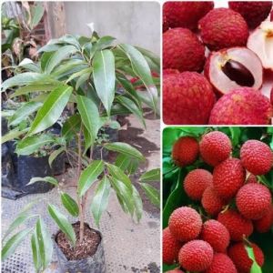 Bibit Leci Com Cepat Berbuah Hasil Cangkok