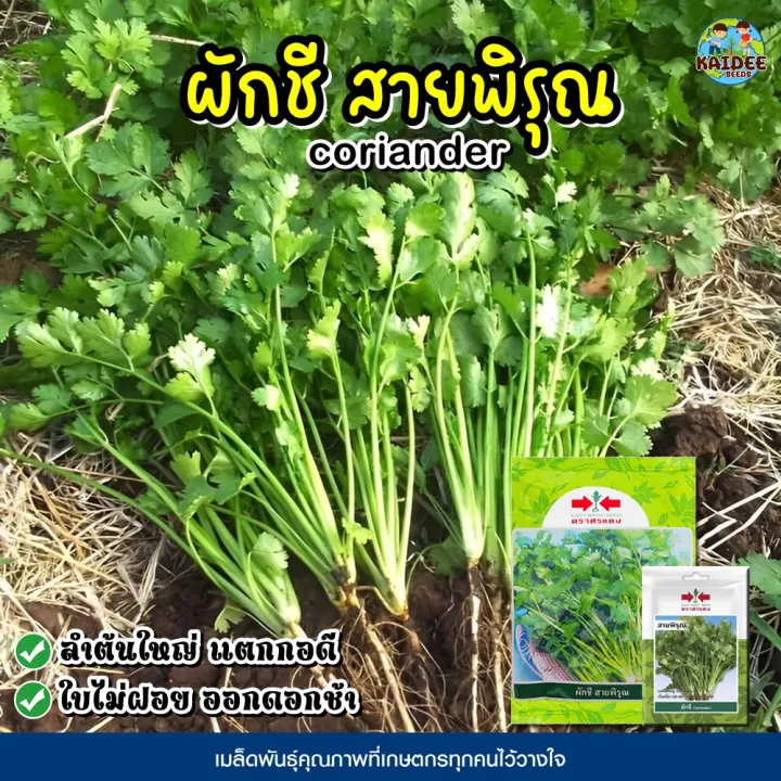 เมล็ดผักชี สายพิรุณ ตราศรแดง 300 กรัม สำหรับปลูกทั่วไป