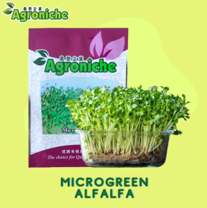 20gm Microgreen Seeds Hydroponic Sprouting – Wheatgrass Broccoli Red Radish Radish Tatsoi Alfalfa