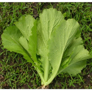 Hạt giống cải bẹ xanh mỡ | Tỷ lệ nảy mầm cao