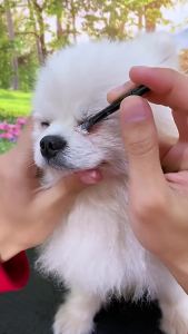 普欣诺宠物泪痕粉外用眼部清洁猫咪狗狗泪痕粉厂家批发