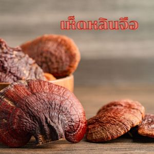 #ชุดคู่ #เห็ดหลินจือสกัด Reishi Mushroom Extract+ เลซิติน กิฟฟารีน Lecithin Giffarine อาหารเสริม สุขภาพ