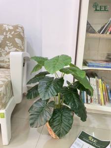 ต้นฟิโลหูช้าง สูง 70 ซม. (ใบเยอะ สุดคุ้ม!!!) ต้นไม้ปลอมตกแต่งบ้าน Leeartplants