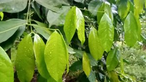DAUN MELINJO muda daun melinjo SEGERPRES PER IKET