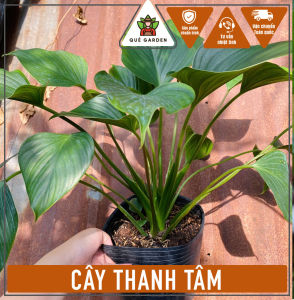 Cây Thanh Tâm - Tổng thể tầm 30-40 cm - Dòng kiểng lá sang đẹp!