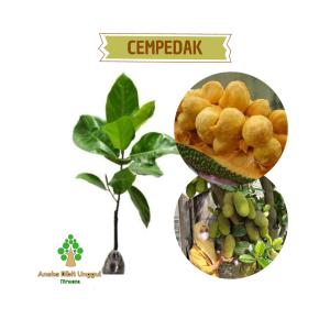 BIBIT CEMPEDAK BIBIT BUAH CEMPEDAK MANIS LEGIT ANEKA BIBIT UNGGUL