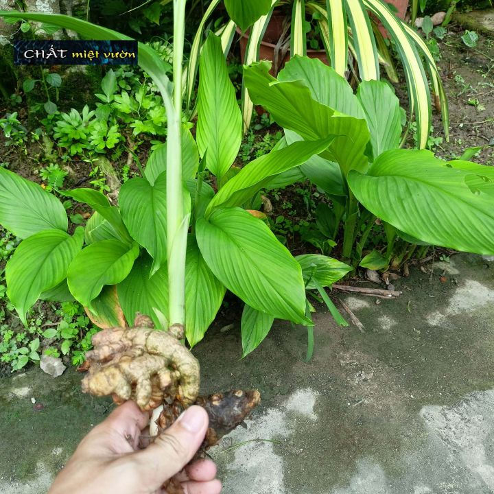 Cây nghệ vàng giống