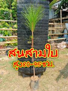 ต้นสนสามใบ ต้นสวย สูงกลาง