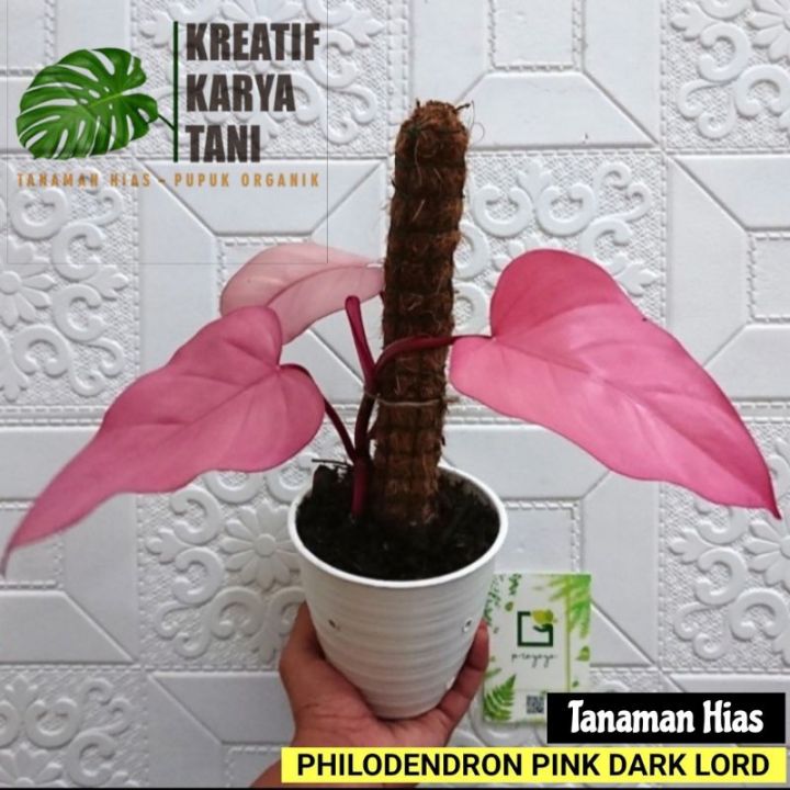 philodendron atlantis Philodendron 'Atom' | Indoor Plant | Tropical Plant | Potted Plant