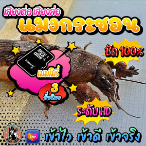 เสียงต่อ/เสียงล่อ แมงกระชอน แมงจีซอน ใส่เมมโมรี่ เสียงชัด เสียงใส ไม่มีโฆษณาแทรก ดังยาวต่อเนื่อง พร้อมส่ง! มีเก็บเงินปลายทาง!