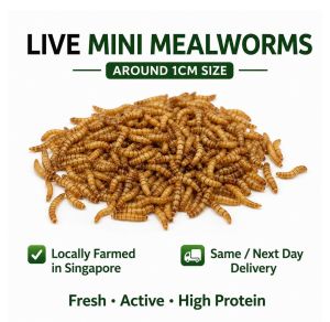 Live Mini Mealworms  around 1cm size
