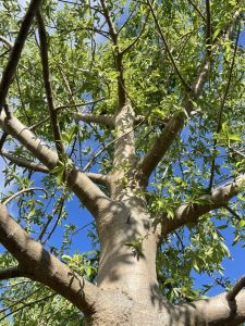 ต้นกล้าเบาบับ 3 ต้น 100บาท ไม้เเอฟริกา ต้นไม้มหัศจรรย์ ต้นไม้อายุเยอะ1000ปีขึ้น ต้นไม้เเห่งชีวิต