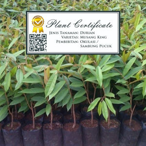 Bibit Durian Sertifikat Super Tembaga Musangking Montong Duri Hitam Ochee / Blackthorn Bawor.