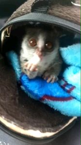 Goats milk นมแพะอัดเม็ด นมแพะอัดเม็ดสำหรับสัตว์เลี้ยง ขนาด 500 กรัม (นมแพะแท้100%)