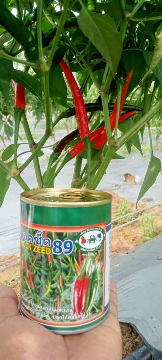 พริก ร๊อดซี๊ด89 เมล็ดพันธุ์พริกจินดา ทรงผลยาว