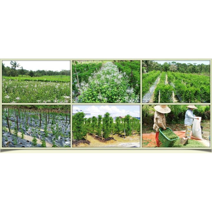 CATS%20WHISKER%20TEA%20%20TEH%20MISAI%20KUCING%20%20%E7%8C%AB%E9%A1%BB%E8%8C%B6%20%2025%20TEABAG%20-%20Image%209